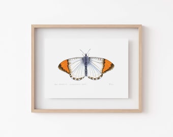 Sara Orangetip Butterfly Print - California Butterfly Decor - Unique Gift for Butterfly Enthusiasts