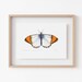 see more listings in the Insect Prints section