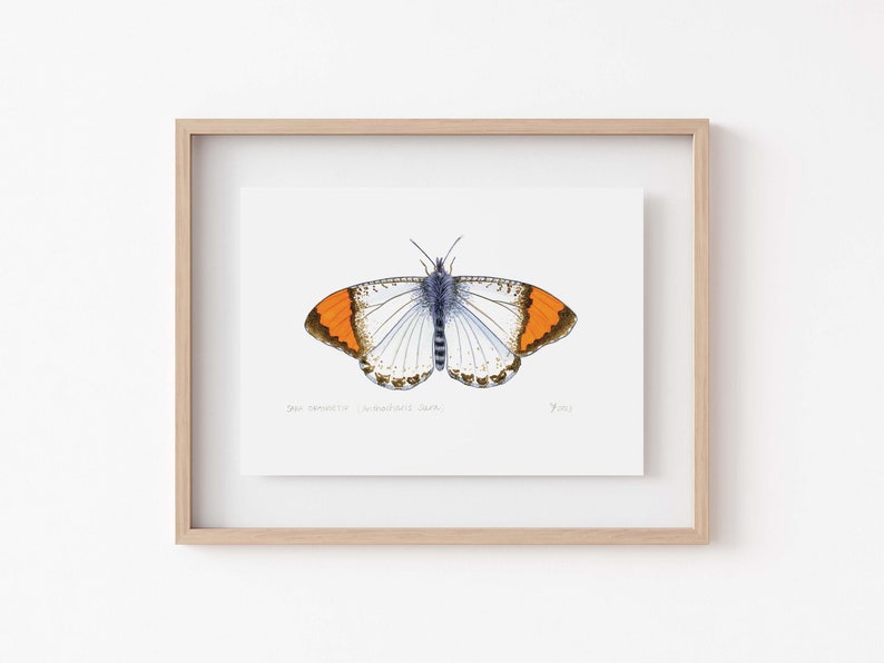 Sara Orangetip Butterfly Print California Butterfly Decor Unique Gift for Butterfly Enthusiasts image 1