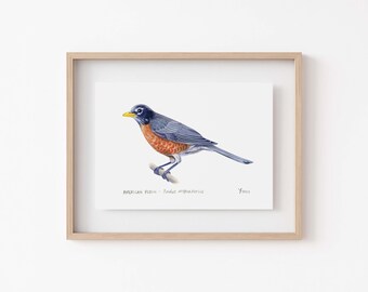 May include: A framed illustration of an American Robin, a small songbird with a blue-grey back, a bright orange breast, and a yellow beak. The illustration is titled "American Robin - Turdus migratorius" and signed "Yates".
