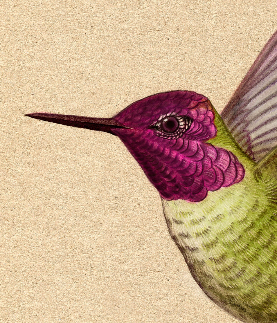 Anna's Hummingbird Art Print - Rustic Cabin Decor, Vintage Bird ...