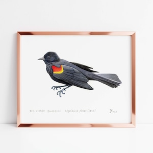 Red-Winged Blackbird Art Print - Bird Lover Gift - Ornithology Wall Decor - Perfect for Bird Watchers