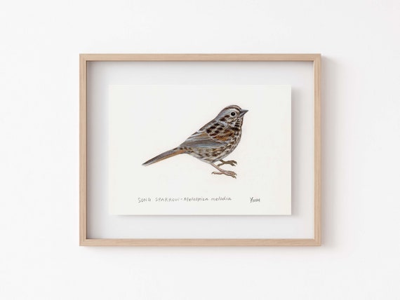 Song Sparrow Art Print - Perfect Gift for Nature Enthusiasts, Bird