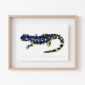 California Tiger Salamander Wall Art Print - Vibrant Amphibian Decor