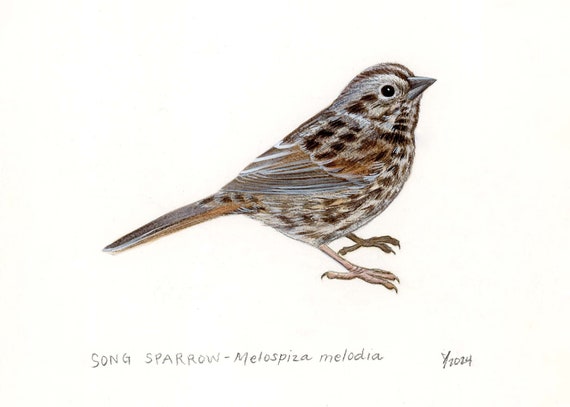 Song Sparrow Art Print - Perfect Gift for Nature Enthusiasts, Bird