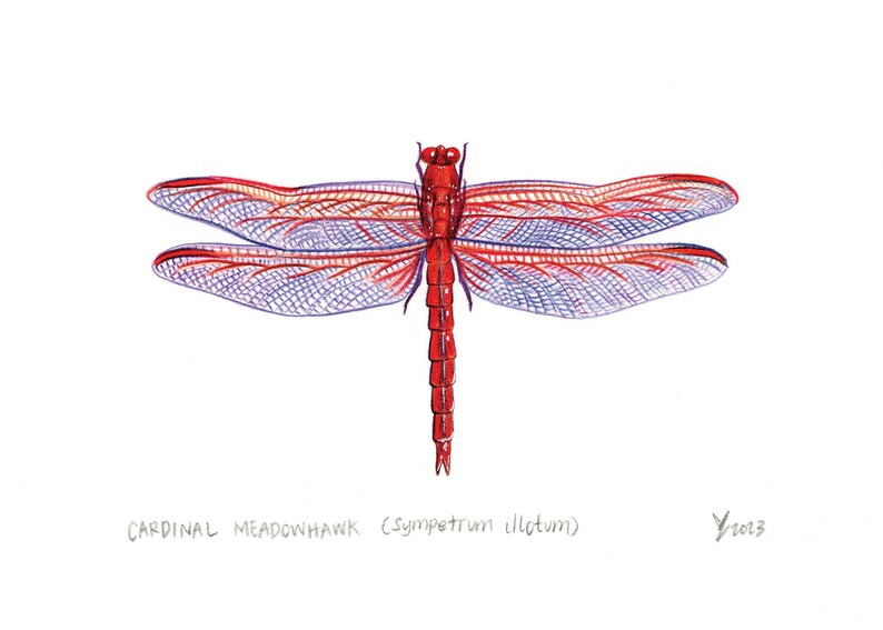 Dragonfly Decor - Red Cardinal Meadowhawk Print - Beautiful Wildlife ...