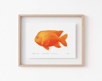 Orange Garibaldi Fish Print - Unique Marine Wildlife Decor - California Coast Diving & Fishing Wall Art and Gift Idea