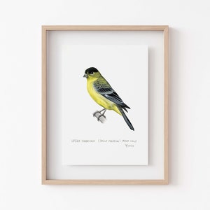 May include: A framed illustration of a Lesser Goldfinch (Spinus psaltria) adult male. The bird is yellow with black wings and a black head. The illustration is on white paper with the text "LESSER GOLDFINCH (Spinus psaltria) Adult male" and "Y. 2023" written below the bird.