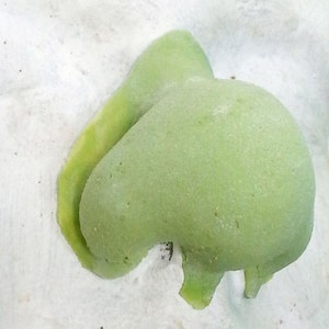 Latex Fiona Ogre Nose: Shrek Theatre Costume Prop