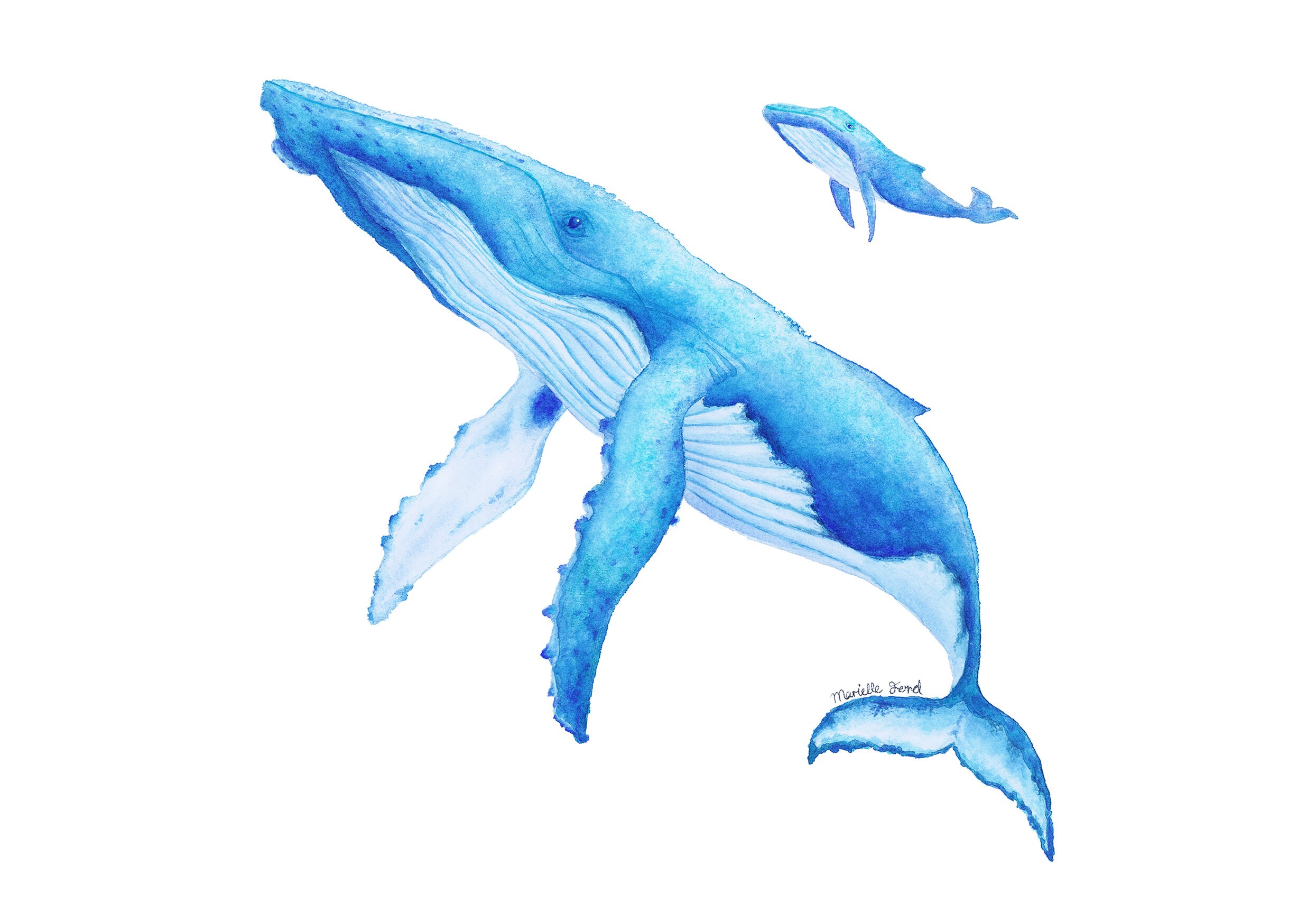 Mother And Baby Humpback Whale