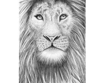 A4 size Lion print, graphite pencil drawing, archival quality giclee, Illustration,