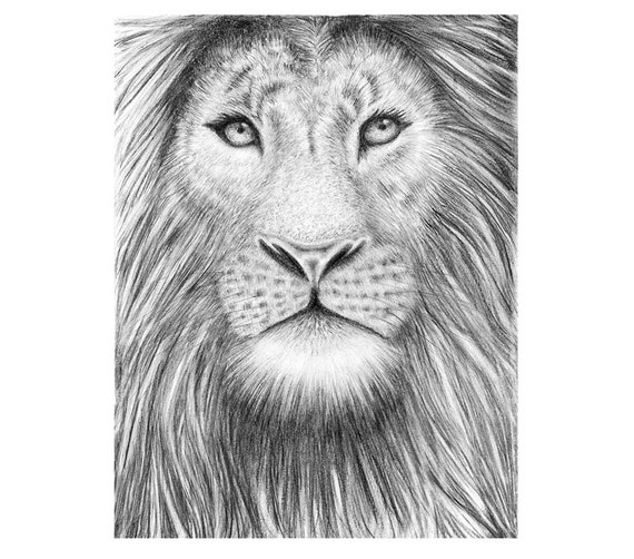 Drawing lion Royalty Free Vector Image - VectorStock-saigonsouth.com.vn