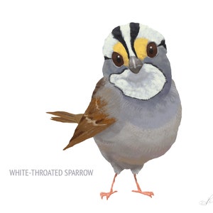 May include: Illustration of a White-Throated Sparrow bird. The bird has a white throat, a gray body, and a brown wing. The bird is standing on two small pink legs. The text "WHITE-THROATED SPARROW" is below the bird.