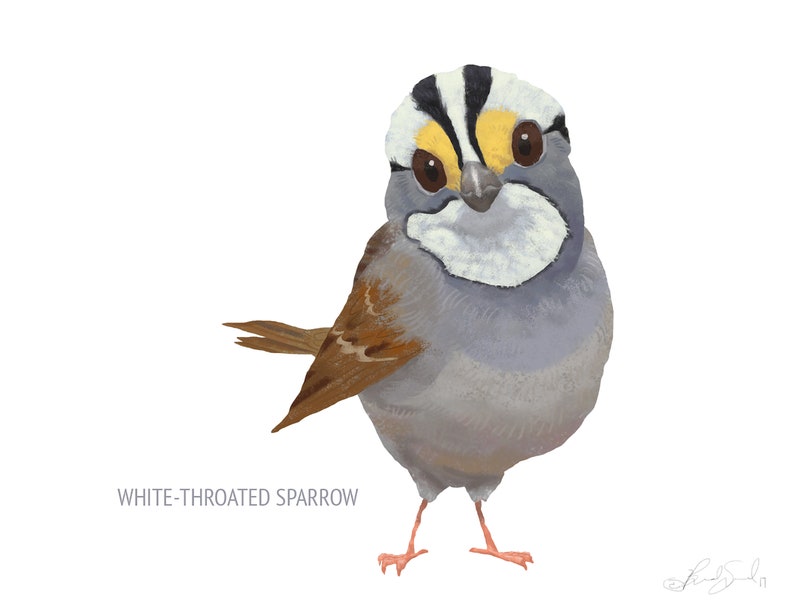 May include: Illustration of a White-Throated Sparrow bird. The bird has a white throat, a gray body, and a brown wing. The bird is standing on two small pink legs. The text "WHITE-THROATED SPARROW" is below the bird.