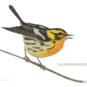 Blank Note Card Set, Backyard Birds Collection 1 image 5