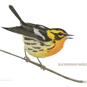 May include: Illustration of a Blackburnian Warbler perched on a branch. The bird features a vibrant yellow head and breast, with black and white markings on its wings and back. The bird's beak is open, and the text "Blackburnian Warbler" is below it.