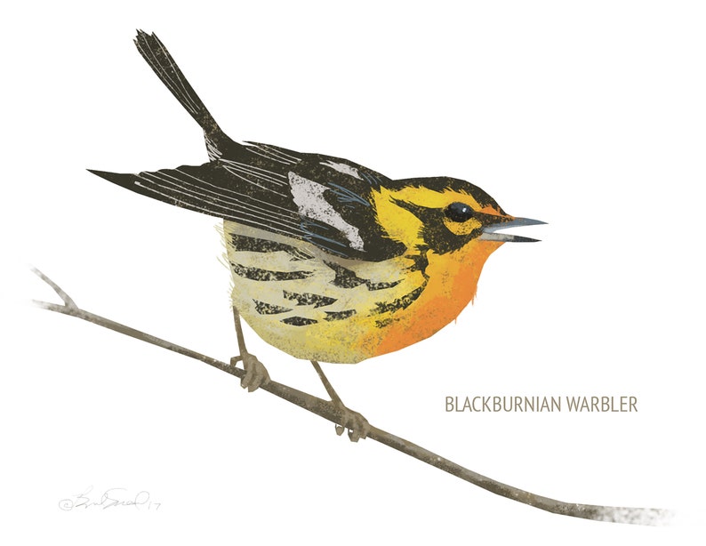 May include: Illustration of a Blackburnian Warbler perched on a branch. The bird features a vibrant yellow head and breast, with black and white markings on its wings and back. The bird's beak is open, and the text "Blackburnian Warbler" is below it.