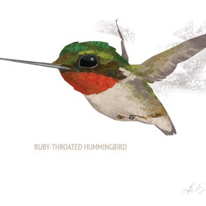 May include: Illustration of a Ruby-Throated Hummingbird in flight. The bird features a red throat, green head, and white chest. The wings are outstretched, and the long beak is pointed forward. The text "RUBY-THROATED HUMMINGBIRD" is below the bird.