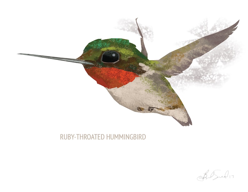 May include: Illustration of a Ruby-Throated Hummingbird in flight. The bird features a red throat, green head, and white chest. The wings are outstretched, and the long beak is pointed forward. The text "RUBY-THROATED HUMMINGBIRD" is below the bird.
