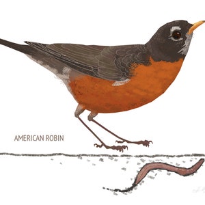 May include: Illustration of an American Robin with a black head, gray back, and orange breast. The bird is standing near a brown worm. The text "AMERICAN ROBIN" is below the bird.
