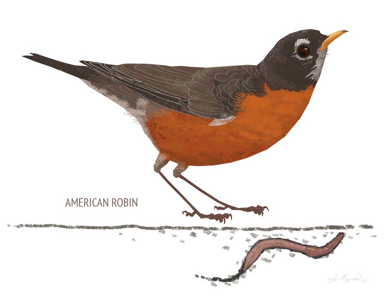 May include: Illustration of an American Robin with a black head, gray back, and orange breast. The bird is standing near a brown worm. The text "AMERICAN ROBIN" is below the bird.
