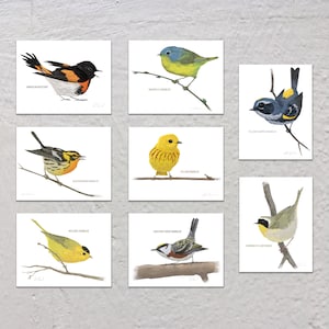 Blank Note Card Set, Warblers