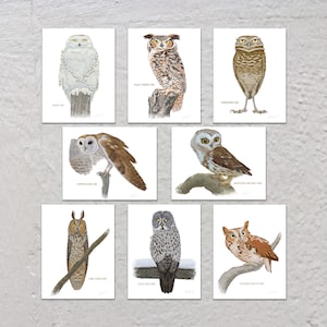 Blank Note Card Set, Owls