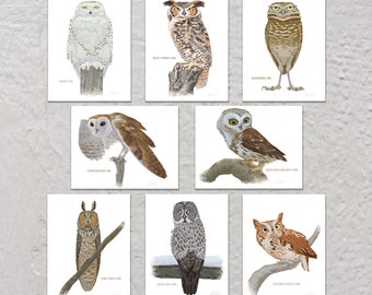 Blank Note Card Set, Owls