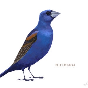 May include: A digital illustration of a Blue Grosbeak bird. The bird is primarily a vibrant blue with a brown and tan wing detail. The bird is standing on a white background. The text "BLUE GROSBEAK" is below the bird.