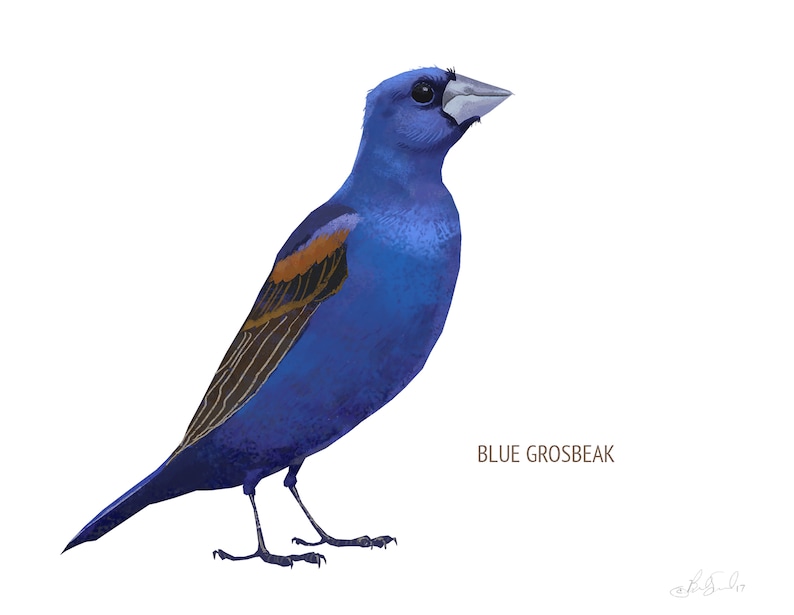 May include: A digital illustration of a Blue Grosbeak bird. The bird is primarily a vibrant blue with a brown and tan wing detail. The bird is standing on a white background. The text "BLUE GROSBEAK" is below the bird.