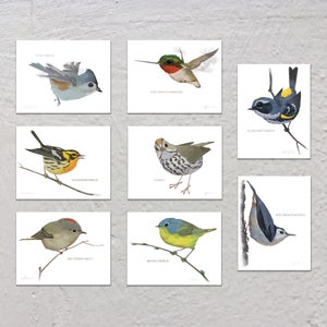 Blank Note Card Set, Backyard Birds Collection 1 image 1