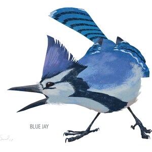 May include: A stylized illustration of a blue jay bird with its beak open. The bird is primarily blue and white, with black accents on its wings and legs. The text "BLUE JAY" is below the bird.