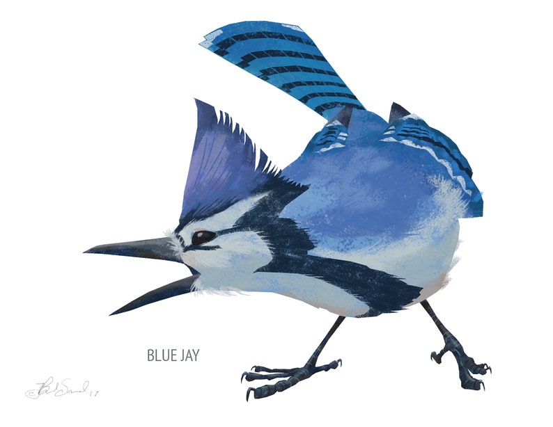 May include: A stylized illustration of a blue jay bird with its beak open. The bird is primarily blue and white, with black accents on its wings and legs. The text "BLUE JAY" is below the bird.