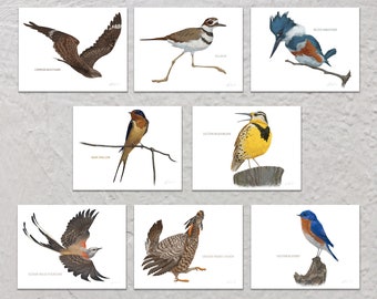 Blank Note Card Set, Birds of the Flint Hills