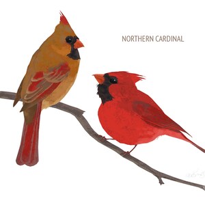 May include: Illustration of two Northern Cardinals perched on a branch. One is a vibrant red, the other a muted brown with red accents. The birds have black masks and orange beaks. The text "NORTHERN CARDINAL" is above the birds.