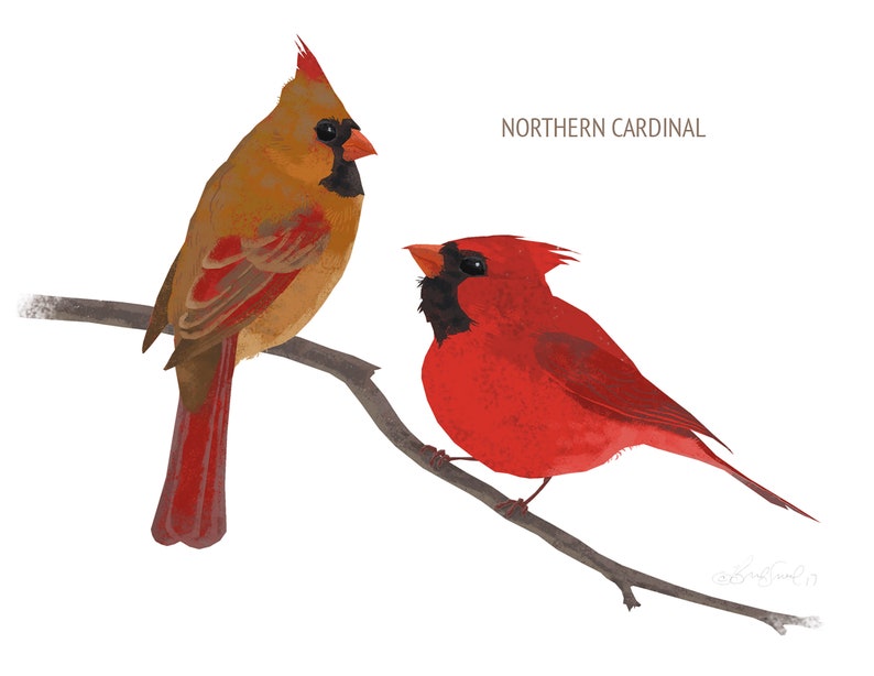 May include: Illustration of two Northern Cardinals perched on a branch. One is a vibrant red, the other a muted brown with red accents. The birds have black masks and orange beaks. The text "NORTHERN CARDINAL" is above the birds.