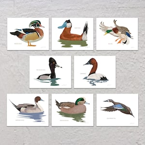 Blank Note Card Set, Ducks