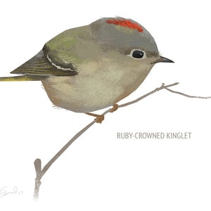 May include: A watercolor illustration of a Ruby-crowned Kinglet bird perched on a thin branch. The bird has a gray body, green wings, and a red crown. The text "RUBY-CROWNED KINGLET" is below the bird.