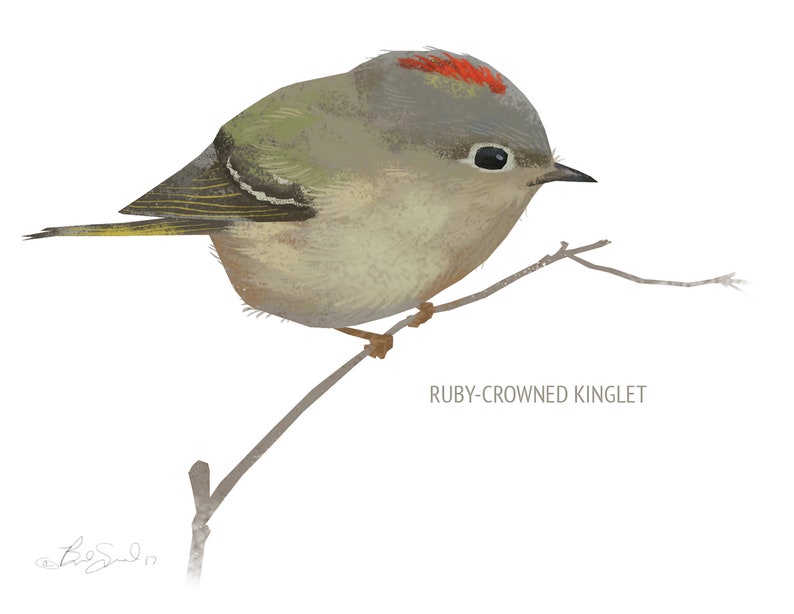 May include: A watercolor illustration of a Ruby-crowned Kinglet bird perched on a thin branch. The bird has a gray body, green wings, and a red crown. The text "RUBY-CROWNED KINGLET" is below the bird.