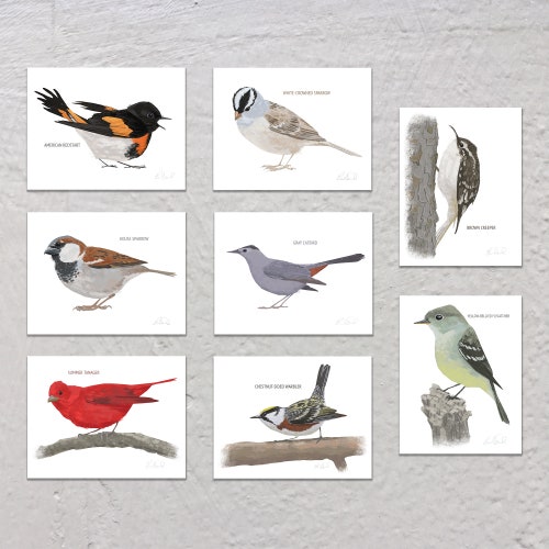 Blank Note Card Set Backyard Birds Collection 3 Etsy