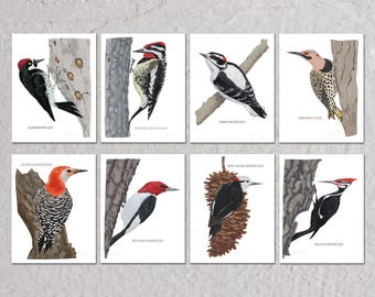 Blank Note Card Set, Woodpeckers