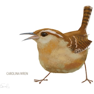 May include: Illustration of a Carolina Wren bird with brown, tan, and white feathers, open beak, and a striped tail. The bird is depicted on a white background. The text "CAROLINA WREN" is below the bird.