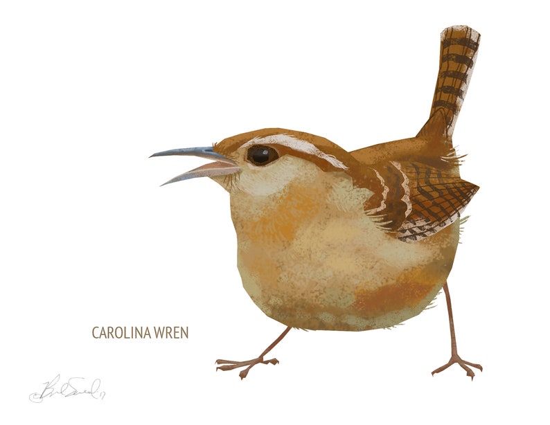 May include: Illustration of a Carolina Wren bird with brown, tan, and white feathers, open beak, and a striped tail. The bird is depicted on a white background. The text "CAROLINA WREN" is below the bird.