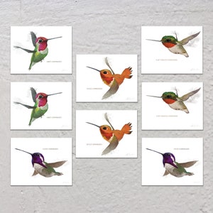 Blank Note Card Set, Hummingbirds