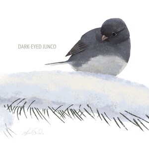 May include: A digital illustration of a Dark-Eyed Junco bird perched on a snowy surface with pine needles. The bird has a dark gray head and back, with a white belly. The text "DARK-EYED JUNCO" is above the bird.