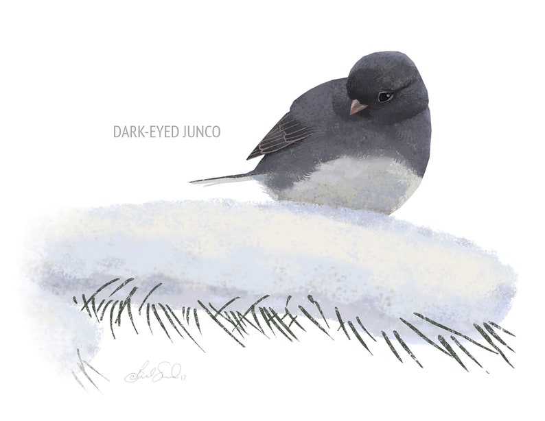 May include: A digital illustration of a Dark-Eyed Junco bird perched on a snowy surface with pine needles. The bird has a dark gray head and back, with a white belly. The text "DARK-EYED JUNCO" is above the bird.
