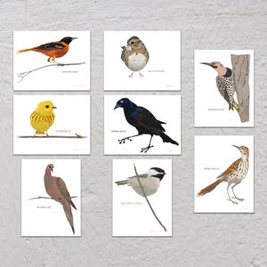 Blank Note Card Set, Backyard Birds, Collection #2
