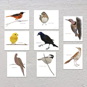 Blank Note Card Set, Backyard Birds, Collection #2