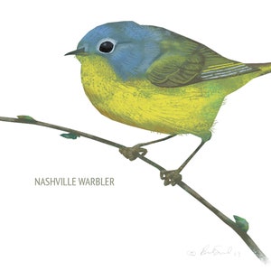 May include: A watercolor illustration of a Nashville Warbler perched on a slender branch. The bird features a blue head, yellow breast, and olive-green back. The branch is brown with small green buds, set against a white background.