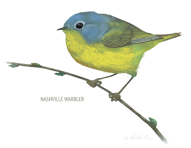 May include: A watercolor illustration of a Nashville Warbler perched on a slender branch. The bird features a blue head, yellow breast, and olive-green back. The branch is brown with small green buds, set against a white background.